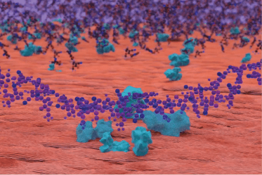 shield-skin Cyanoacrylate-based monomers in Marathon create a strong bond with skin surface