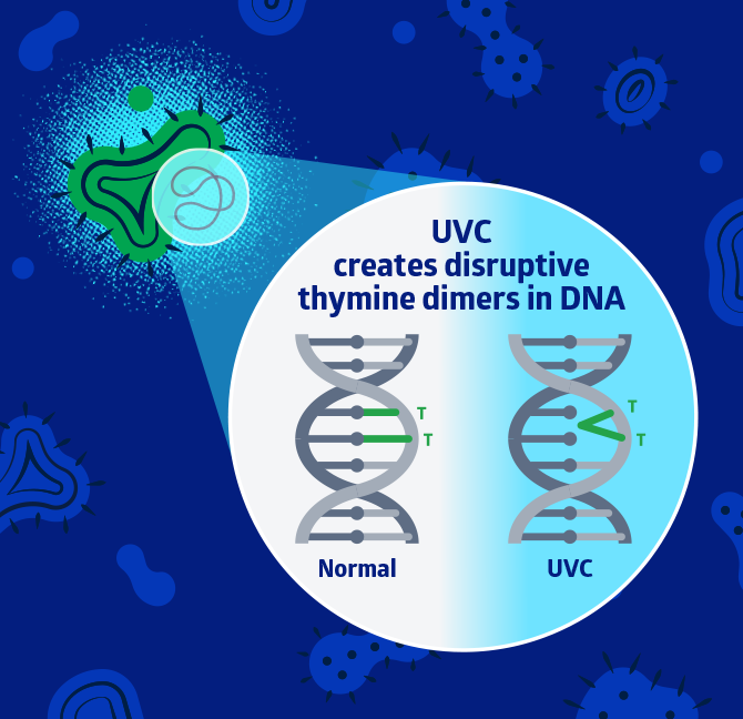 BAN_Thymine dimers_02_RGB UV light creates thymine dimers in pathogen DNA
