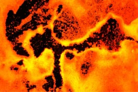 magnified_image2 40x magnification of IoPlex showing reduced presence of biofilm magnified IoPlex dressing